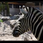 Zebrastreifen (2)