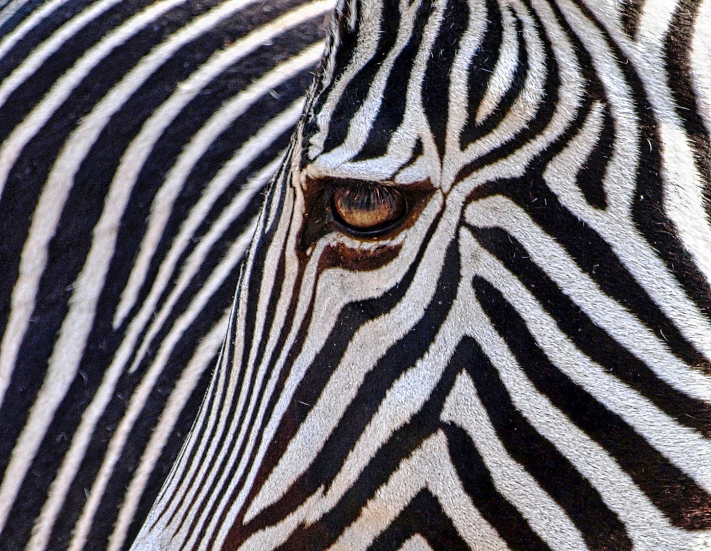 Zebrastreifen