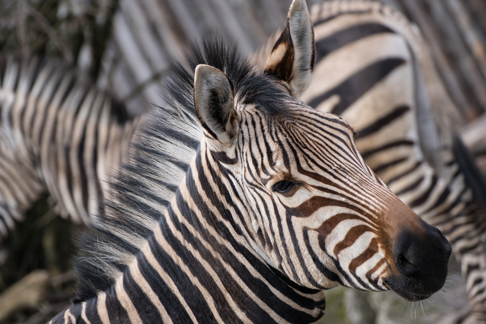 Zebrastreifen ;-)