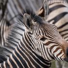 Zebrastreifen ;-)