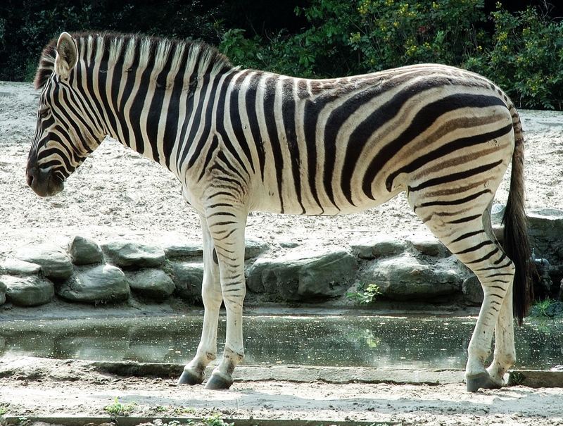 Zebra"Streifen"