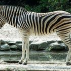 Zebra"Streifen"