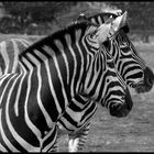 Zebrastreifen