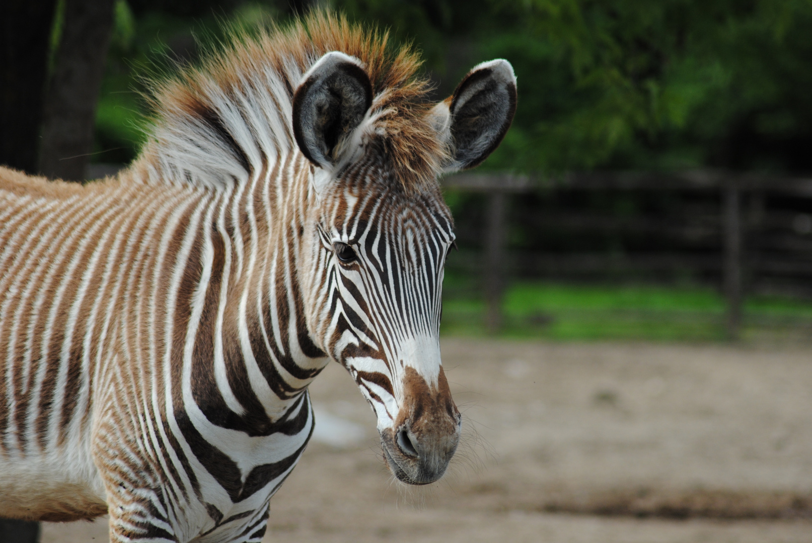 Zebrastreifen