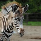 Zebrastreifen