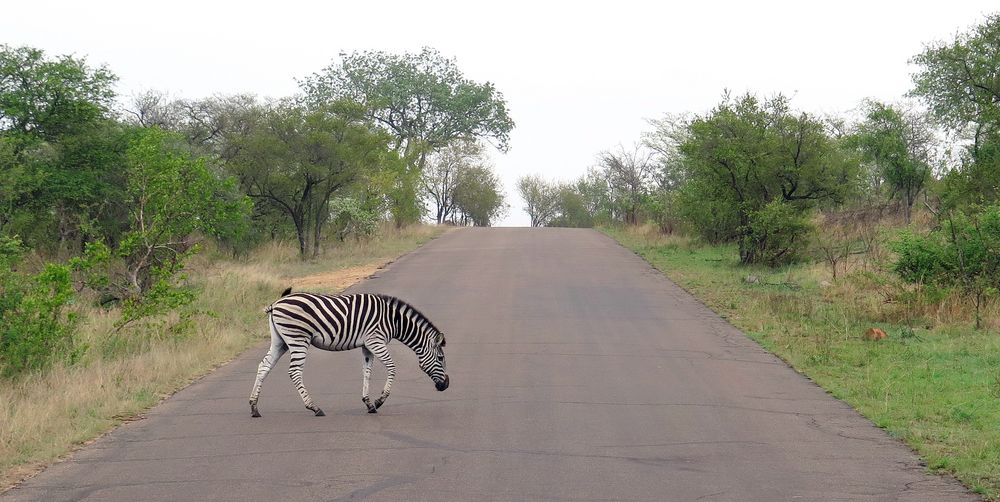 Zebrastreifen