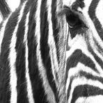 Zebrastreifen