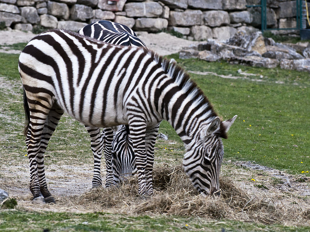 Zebrastreifen