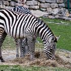 Zebrastreifen