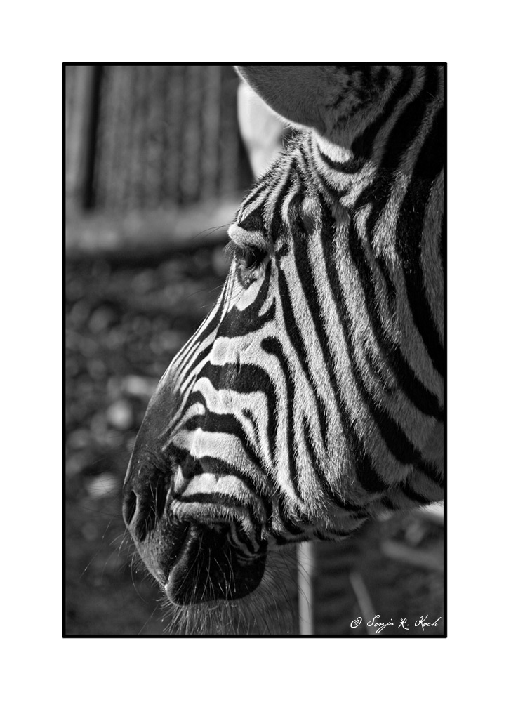 Zebrastreifen