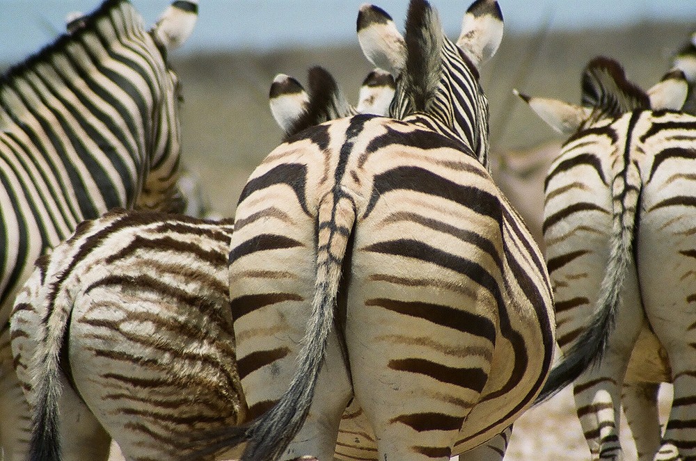 Zebrastreifen