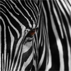 < Zebra.Streifen >