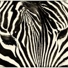 Zebra...streifen