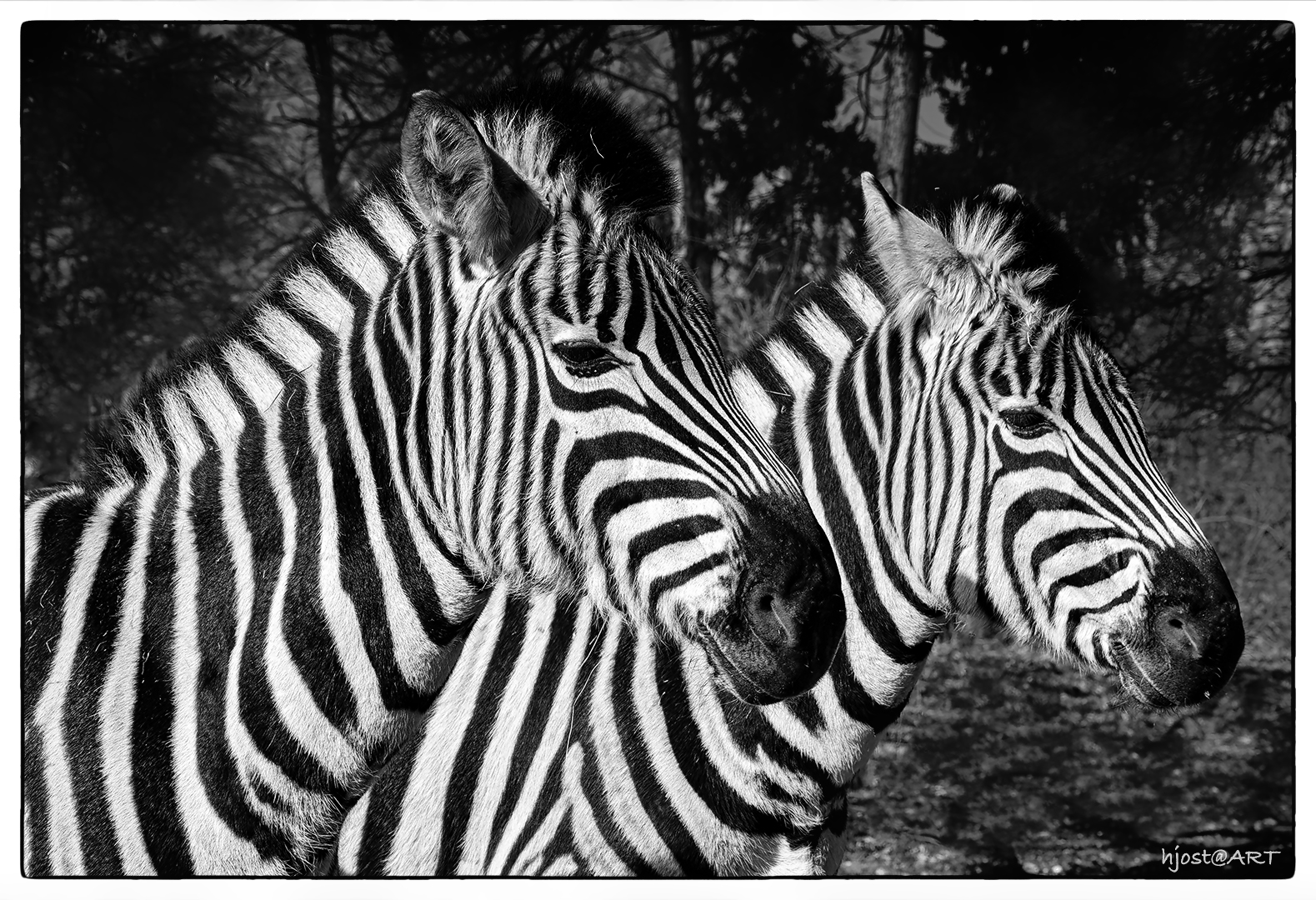 Zebrastreifen ....