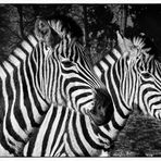 Zebrastreifen ....