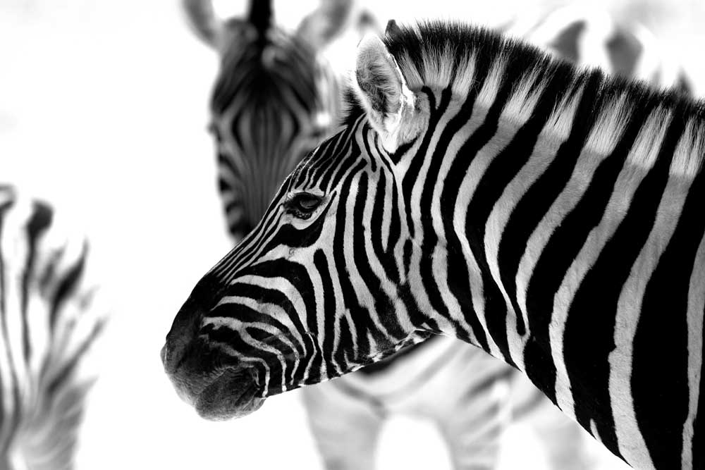 Zebrastreifen