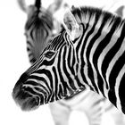 Zebrastreifen