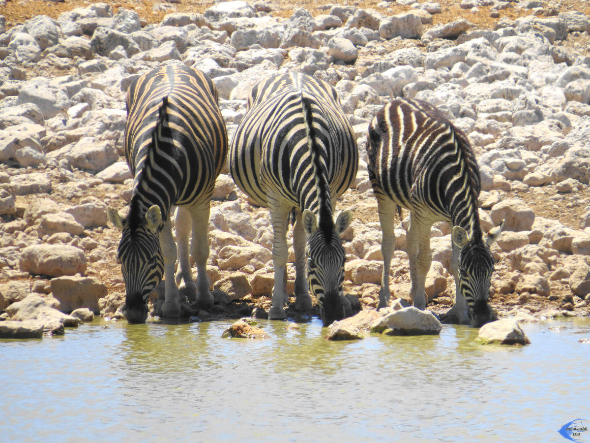 Zebrastreifen