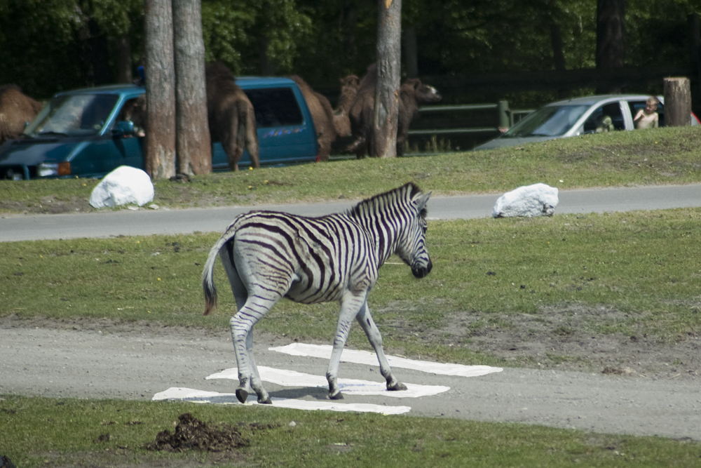 Zebrastreifen