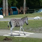 Zebrastreifen