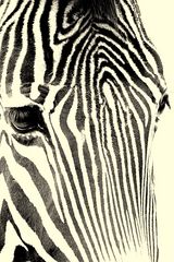 Zebrastreifen