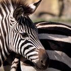 Zebrastreifen