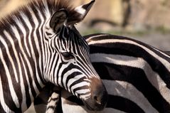 Zebrastreifen