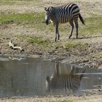 ~~ Zebrastreifen ~~