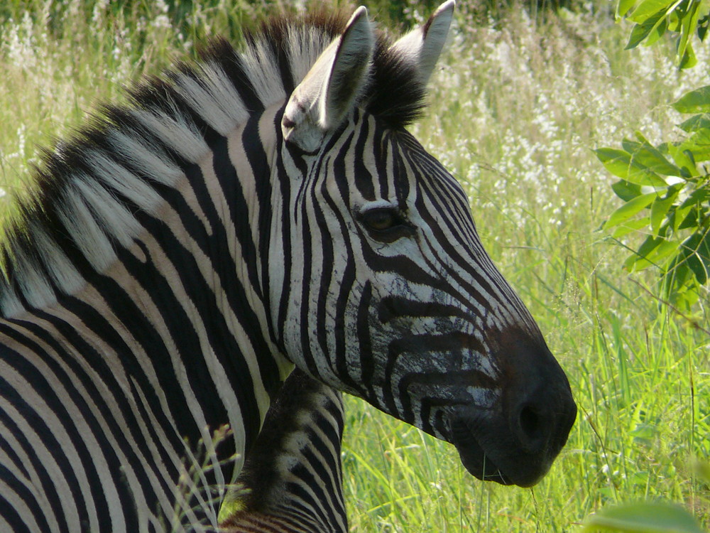 Zebrastreifen