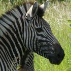 Zebrastreifen