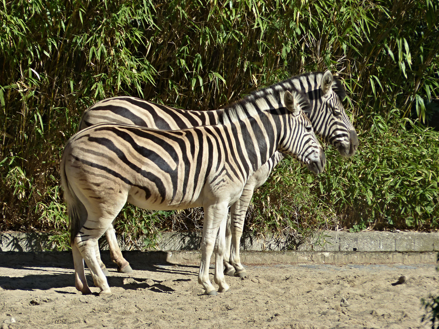 Zebrastreifen