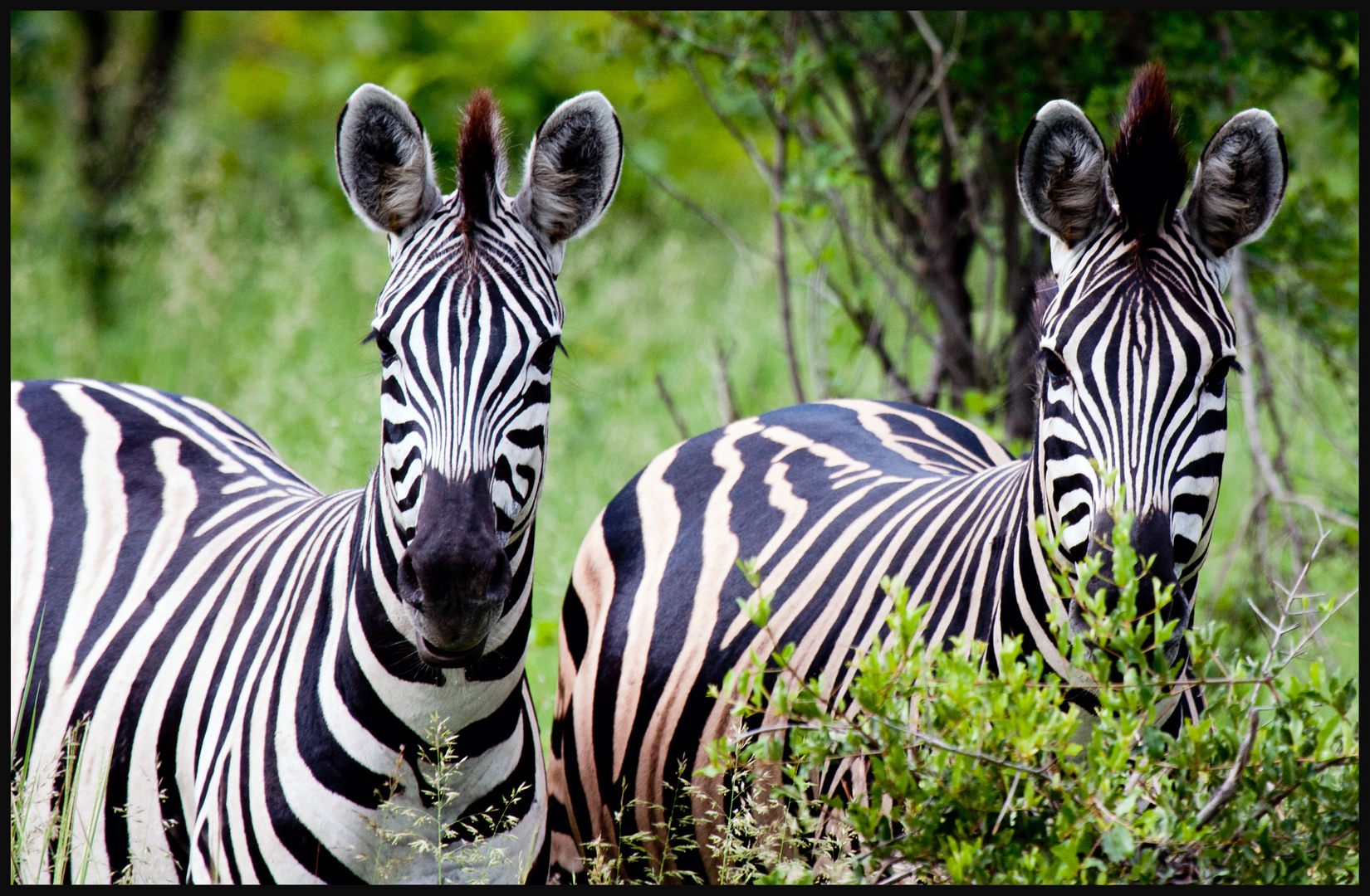 Zebrastreifen