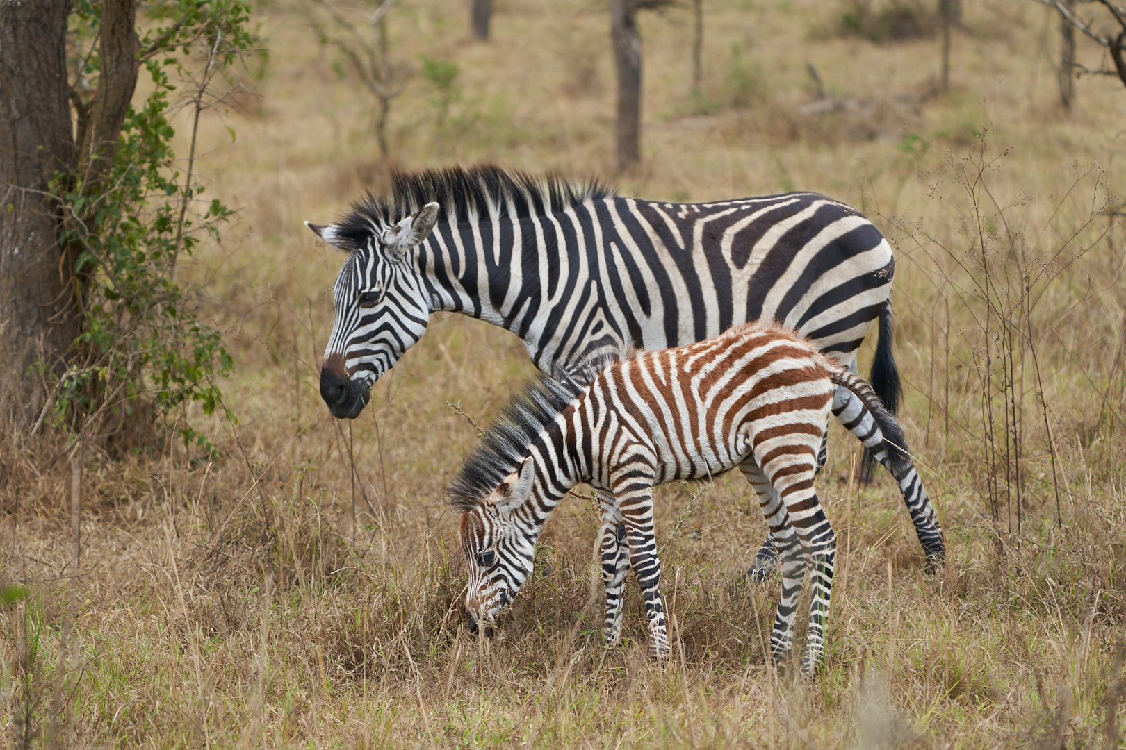 Zebrastreifen