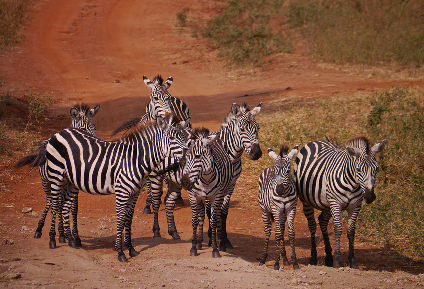 Zebrastreifen...