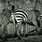 |||||Zebrastreifen|||||