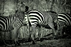 |||||Zebrastreifen|||||