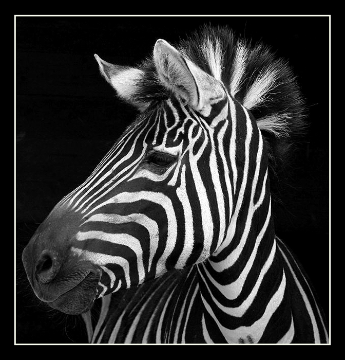 Zebrastreifen