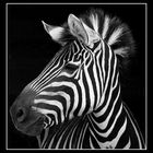 Zebrastreifen