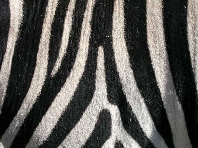 Zebrastreifen