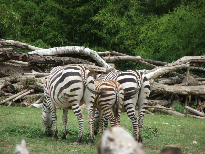 Zebrastreifen