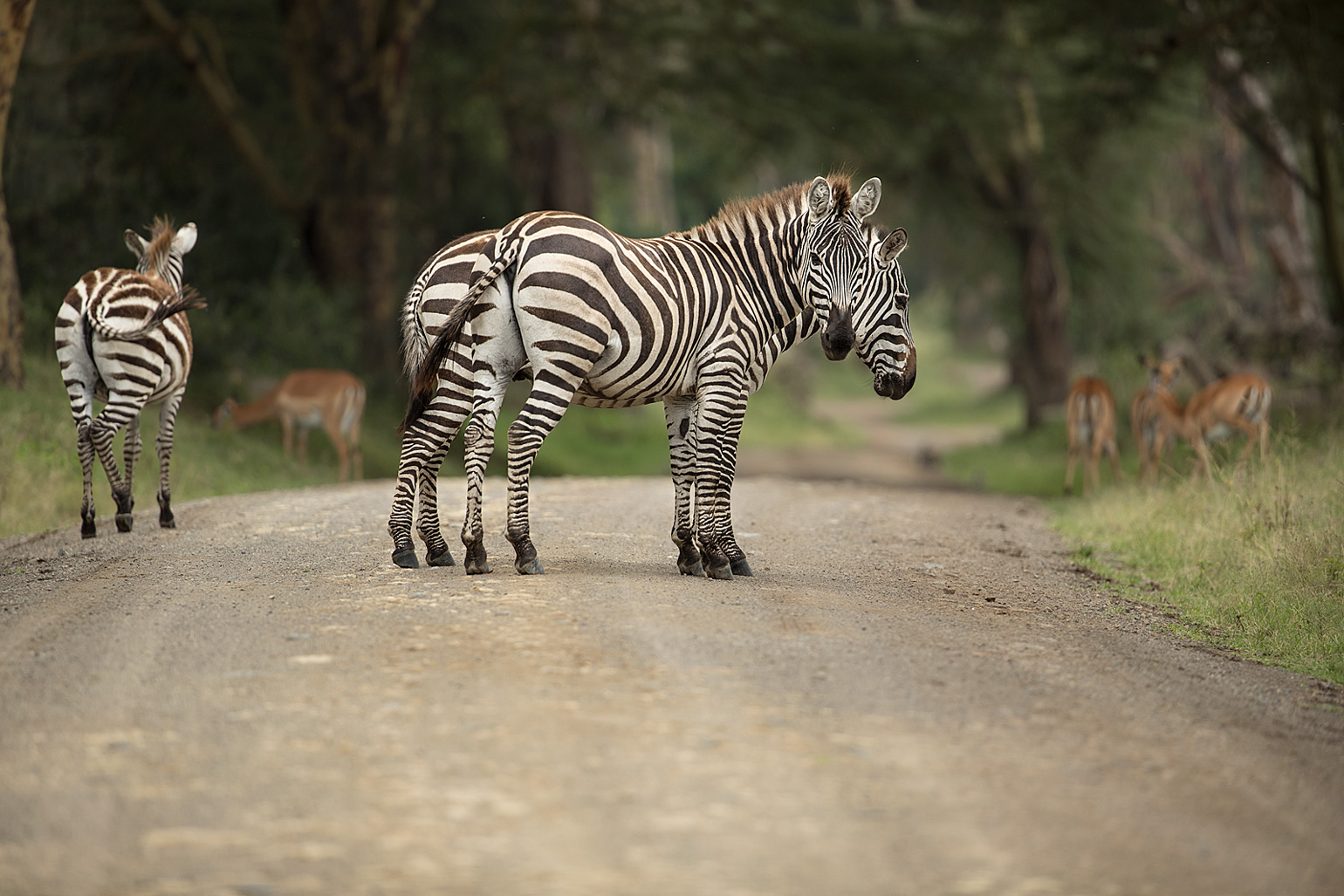 Zebrastreifen