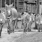 Zebrastreifen...