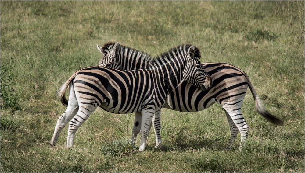 Zebrastreifen