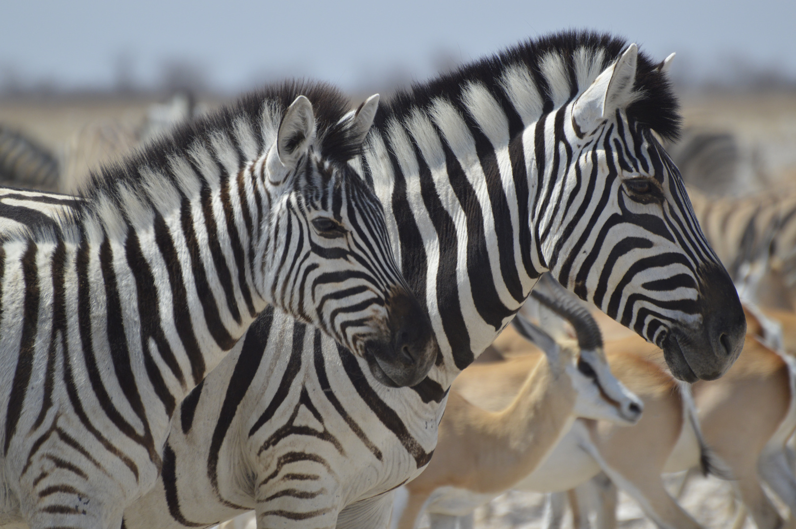 Zebrastreifen