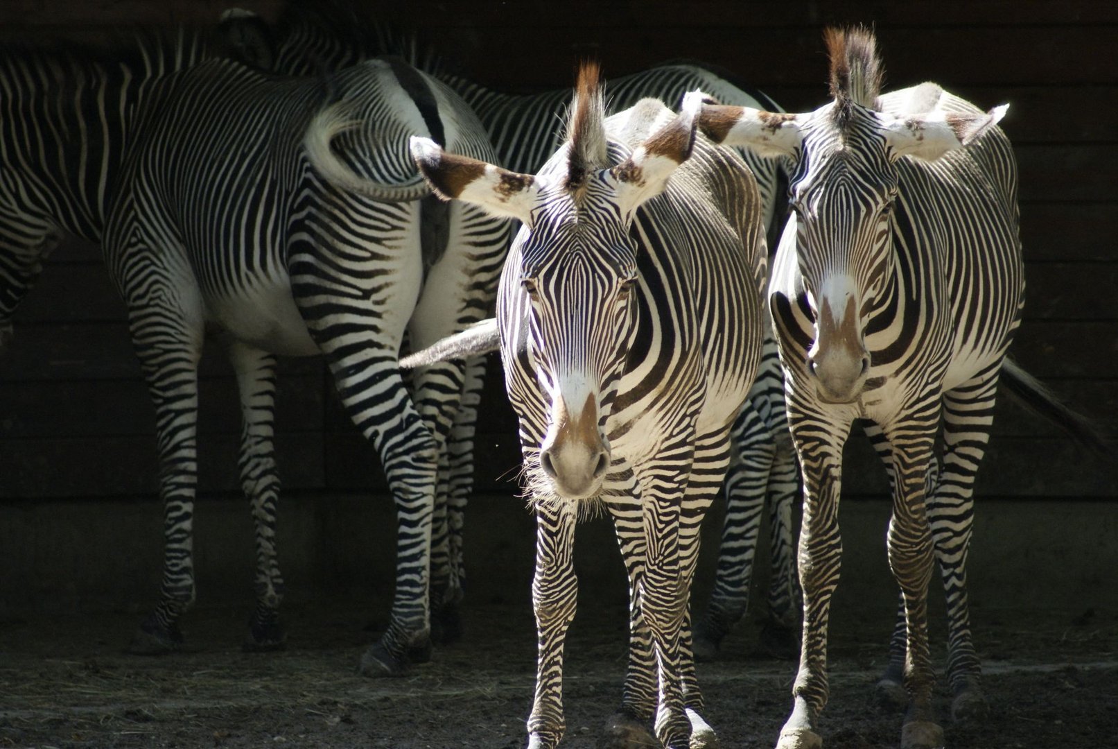 Zebrastreifen