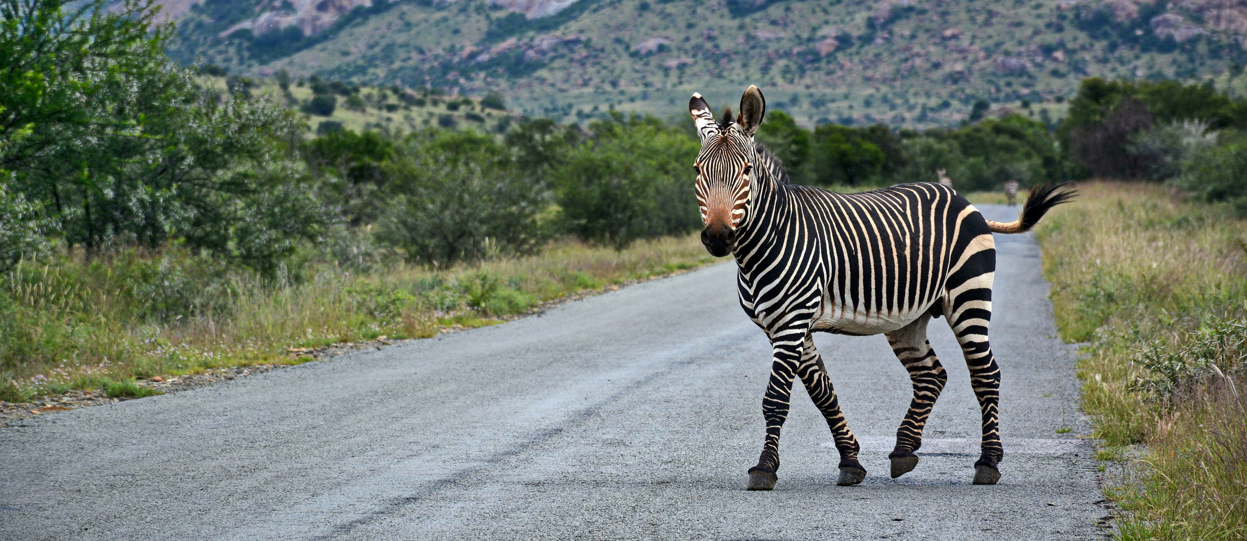 Zebrastreifen