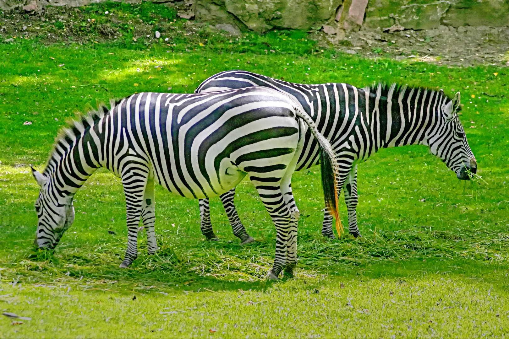 zebrastreifen