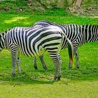 zebrastreifen