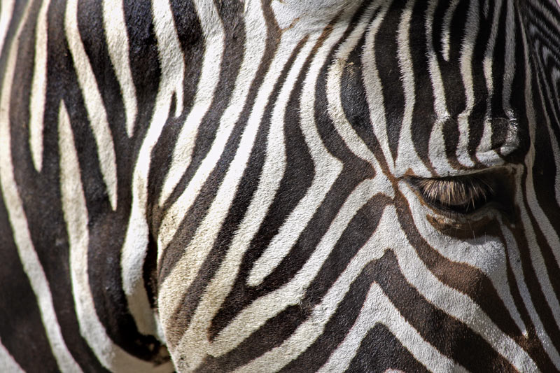 Zebrastreifen