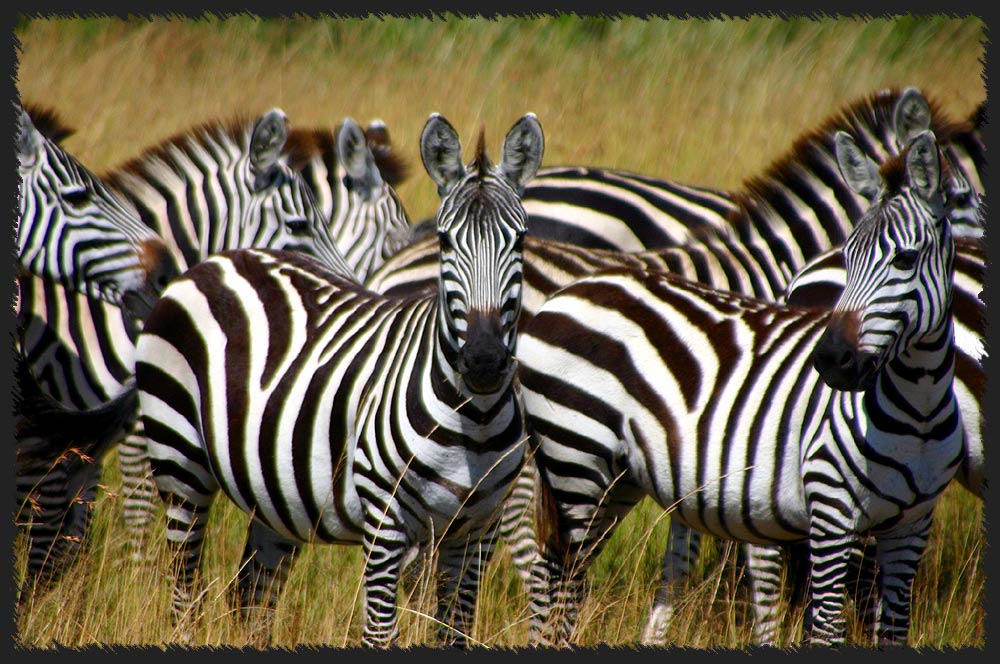 Zebrastreifen